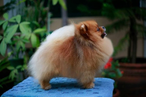 dee little pomeranians