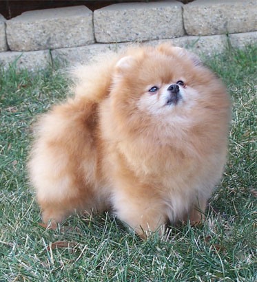 Lenette pomeranians hot sale